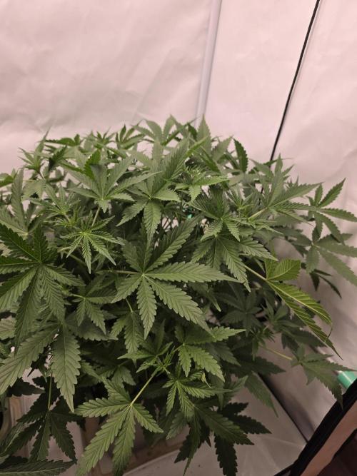 Sweet Seeds Runde🍌🥞🍒. Week 2 - Sonntag🍌