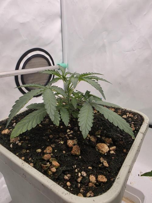 Sweet Seeds Runde🍌🥞🍒. Week 2 - Montag🍒