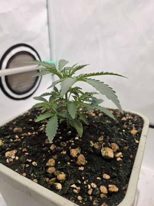 Sweet Seeds Runde🍌🥞🍒. Week 2 - Dienstag🍒