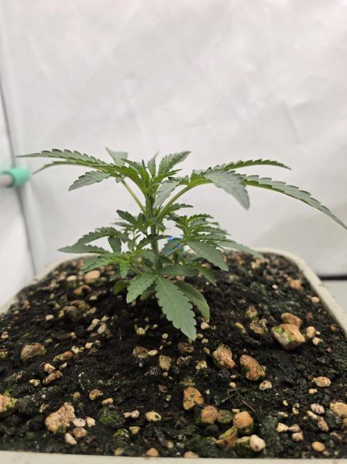 Sweet Seeds Runde🍌🥞🍒. Week 2 - Mittwoch🍒