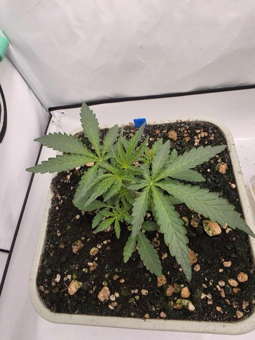 Sweet Seeds Runde🍌🥞🍒. Week 2 - Donnerstag🍒