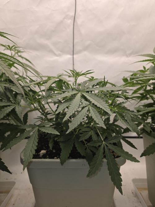 Sweet Seeds Runde🍌🥞🍒. Week 2 - Freitag🍒