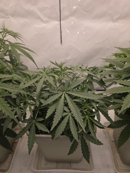 Sweet Seeds Runde🍌🥞🍒. Week 2 - Samstag🍒