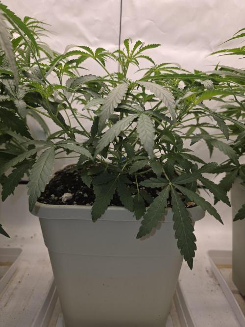 Sweet Seeds Runde🍌🥞🍒. Week 2 - Sonntag🍒