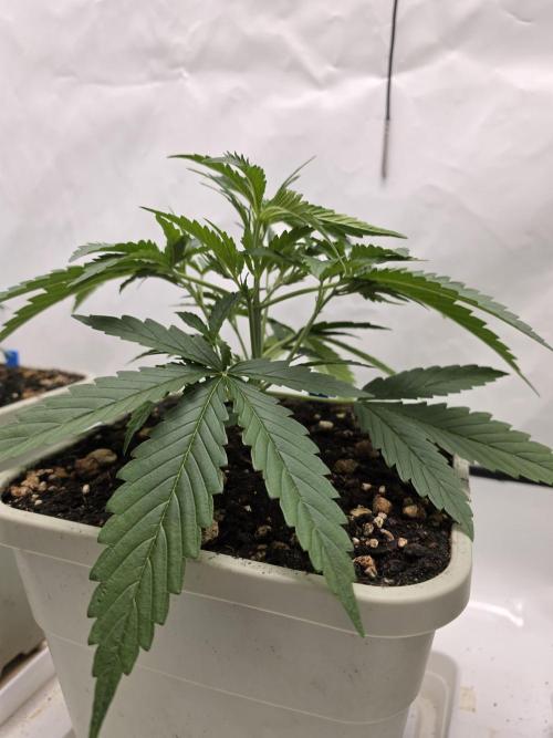 Sweet Seeds Runde🍌🥞🍒. Week 2 - Montag🥞