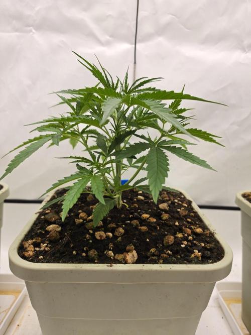 Sweet Seeds Runde🍌🥞🍒. Week 2 - Dienstag🥞