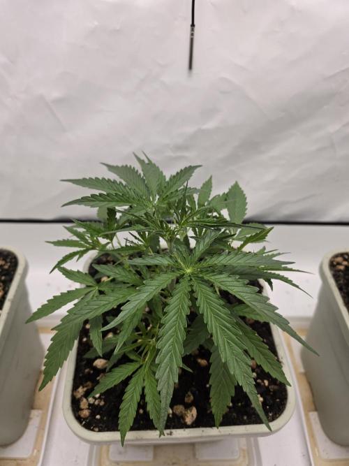 Sweet Seeds Runde🍌🥞🍒. Week 2 - Mittwoch🥞