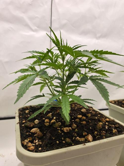 Sweet Seeds Runde🍌🥞🍒. Week 2 - Donnerstag🥞