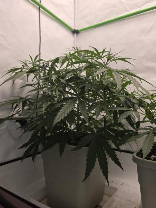 Sweet Seeds Runde🍌🥞🍒. Week 2 - Freitag🥞