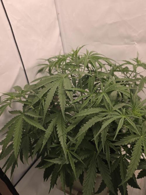 Sweet Seeds Runde🍌🥞🍒. Week 2 - Samstag🥞
