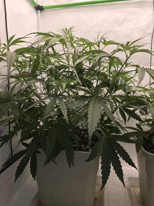 Sweet Seeds Runde🍌🥞🍒. Week 2 - Sonntag🥞