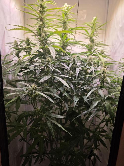 Voyager F1 Auto🍬🍭💚. Week 6 - Montag🍬🍭