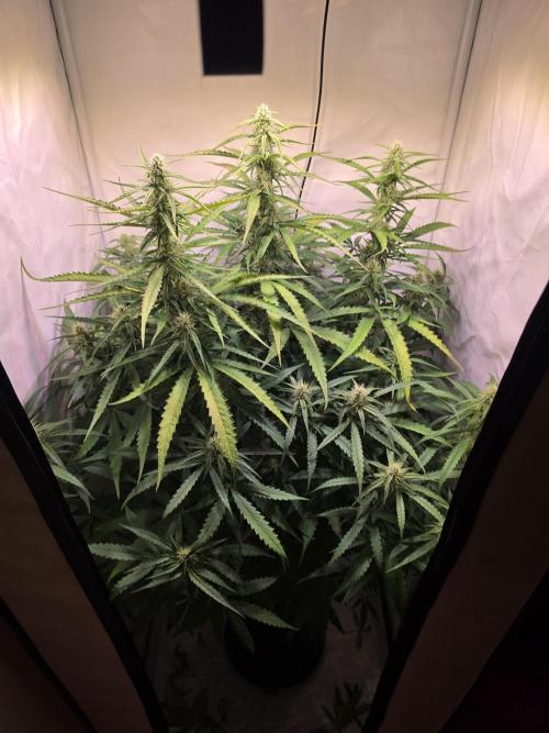 Voyager F1 Auto🍬🍭💚. Week 6 - Dienstag🍬🍭
