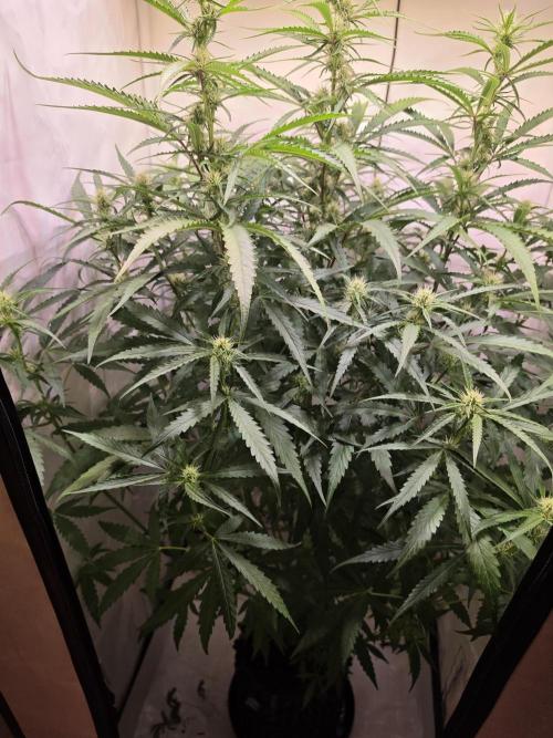 Voyager F1 Auto🍬🍭💚. Week 6 - Mittwoch🍬🍭