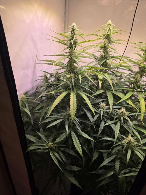 Voyager F1 Auto🍬🍭💚. Week 6 - Donnerstag🍬🍭