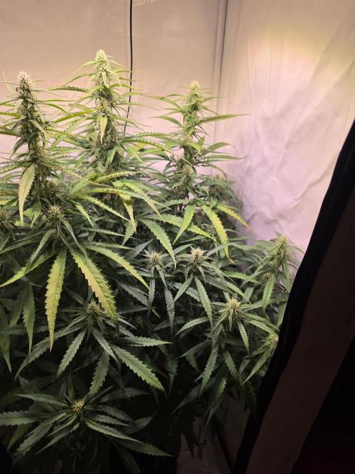 Voyager F1 Auto🍬🍭💚. Week 6 - Freitag🍬🍭