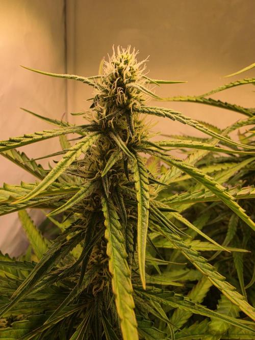 Voyager F1 Auto🍬🍭💚. Week 6 - Samstag🍬🍭
