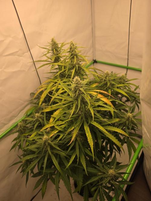 Voyager F1 Auto🍬🍭💚. Week 6 - Sonntag🍬🍭