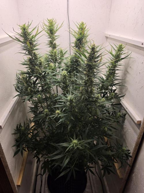 Banana Cream Cake XL Auto🍌?. Week 7 - Montag🍌🤗