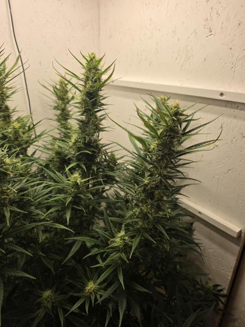 Banana Cream Cake XL Auto🍌?. Week 7 - Dienstag🍌🤗