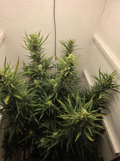 Banana Cream Cake XL Auto🍌?. Week 7 - Mittwoch🍌🤗