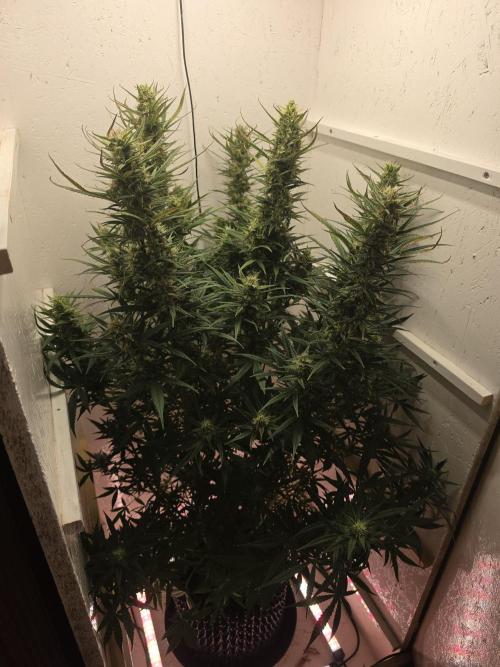Banana Cream Cake XL Auto🍌?. Week 7 - Donnerstag🍌🤗