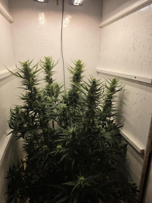 Banana Cream Cake XL Auto🍌?. Week 7 - Freitag🍌🤗