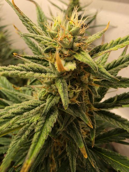 Banana Cream Cake XL Auto🍌?. Week 7 - Samstag🍌🤗