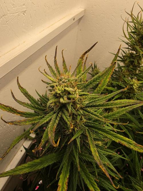 Banana Cream Cake XL Auto🍌?. Week 7 - Sonntag🍌🤗
