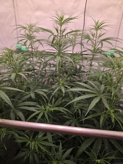 Sweet Seeds Runde🍌🥞🍒. Week 3 - Dienstag🥞