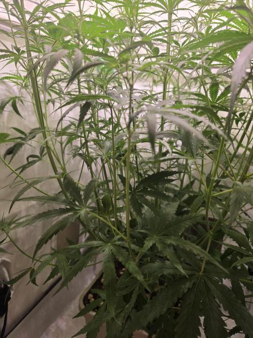 Sweet Seeds Runde🍌🥞🍒. Week 3 - Donnerstag🥞