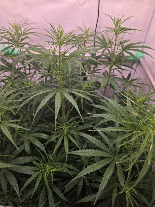 Sweet Seeds Runde🍌🥞🍒. Week 3 - Freitag🥞