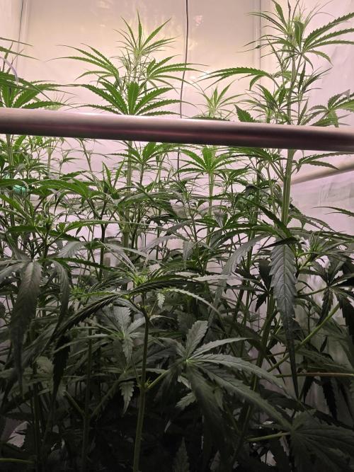 Sweet Seeds Runde🍌🥞🍒. Week 3 - Samstag🥞