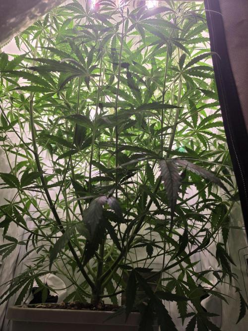 Sweet Seeds Runde🍌🥞🍒. Week 3 - Sonntag🥞