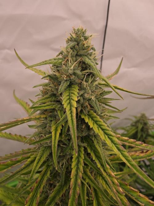 Voyager F1 Auto🍬🍭💚. Week 7 - Donnerstag🍭