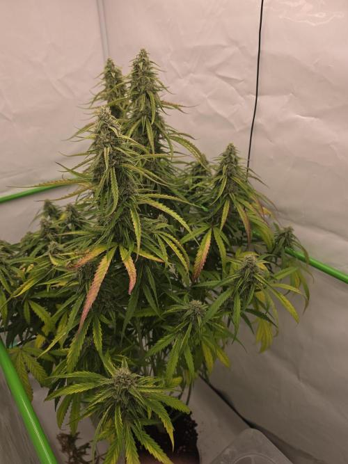 Voyager F1 Auto🍬🍭💚. Week 7 - Sonntag🍭
