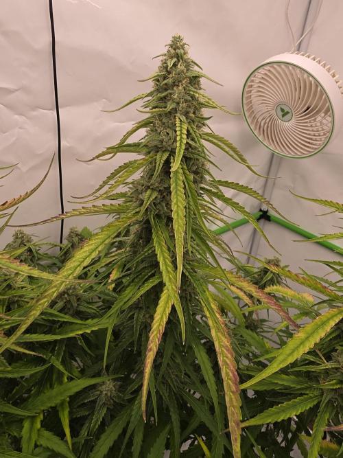 Voyager F1 Auto🍬🍭💚. Week 7 - Montag🍭
