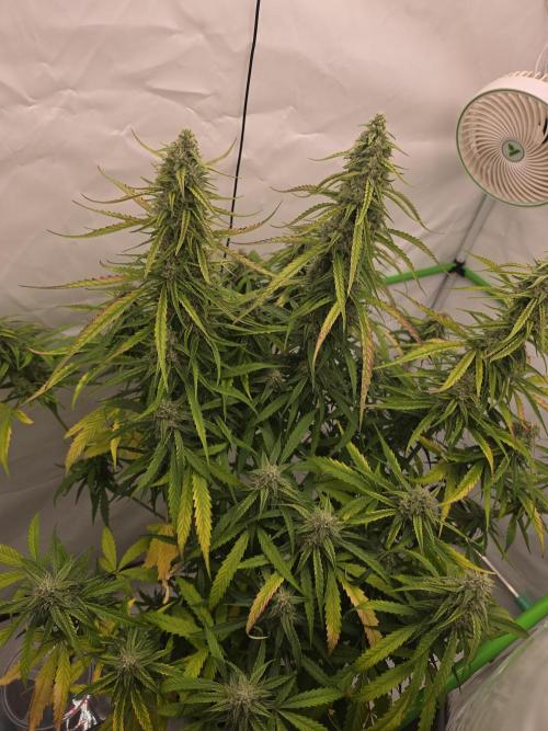 Voyager F1 Auto🍬🍭💚. Week 7 - Dienstag🍭