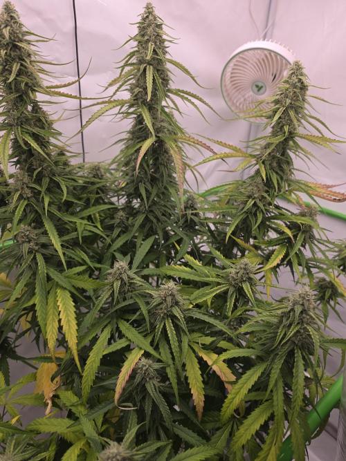Voyager F1 Auto🍬🍭💚. Week 7 - Freitag🍭