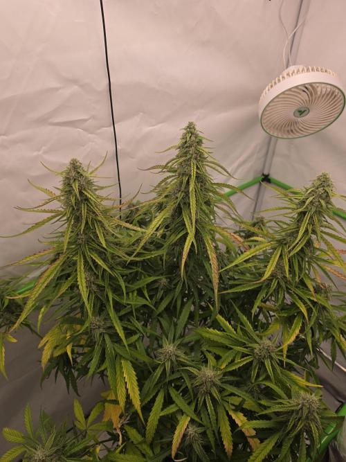 Voyager F1 Auto🍬🍭💚. Week 7 - Samstag🍭