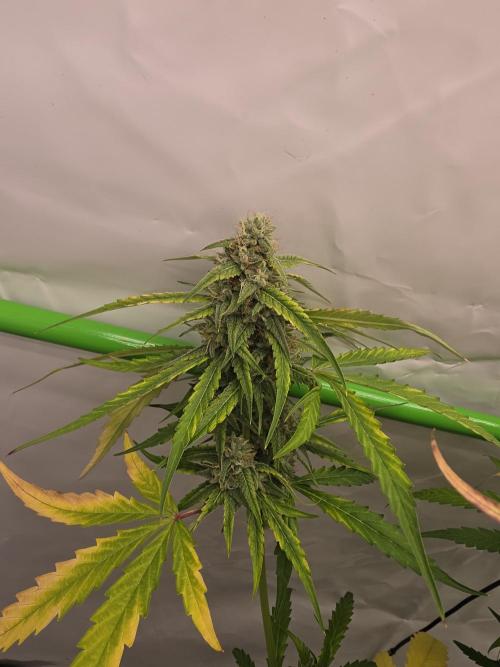 Voyager F1 Auto🍬🍭💚. Week 7 - Mittwoch🍭