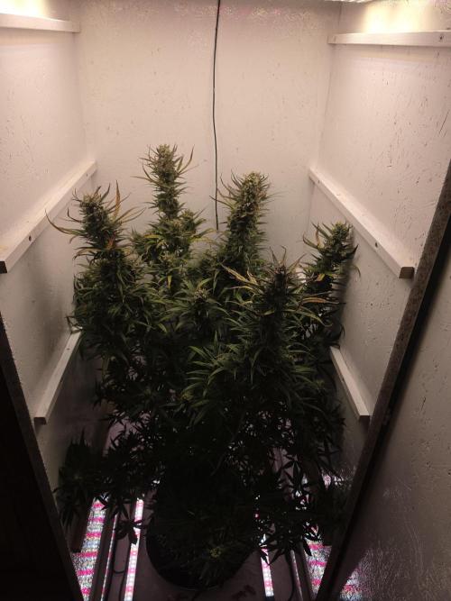 Banana Cream Cake XL Auto🍌?. Week 8 - Dienstag🍌