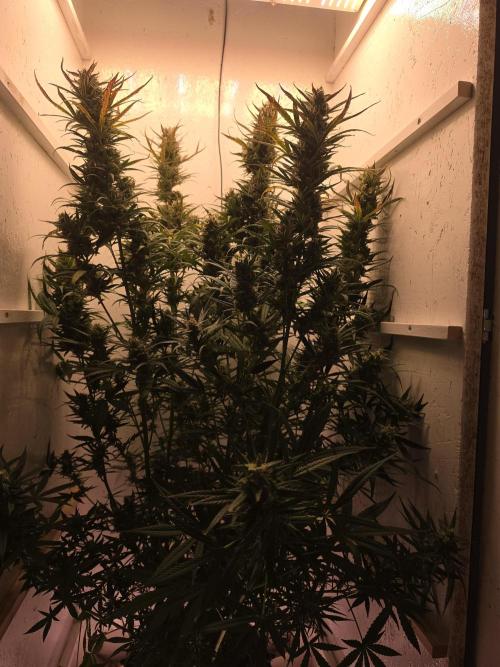 Banana Cream Cake XL Auto🍌?. Week 8 - Freitag🍌