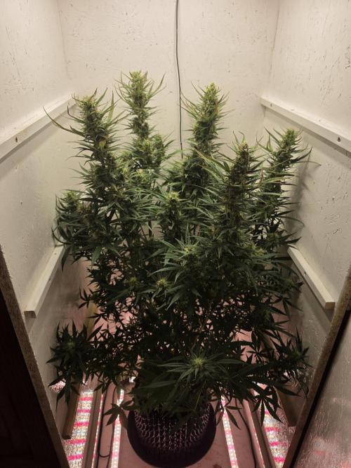 Banana Cream Cake XL Auto🍌?. Week 8 - Montag🍌