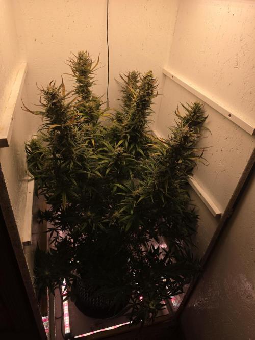 Banana Cream Cake XL Auto🍌?. Week 8 - Mittwoch🍌