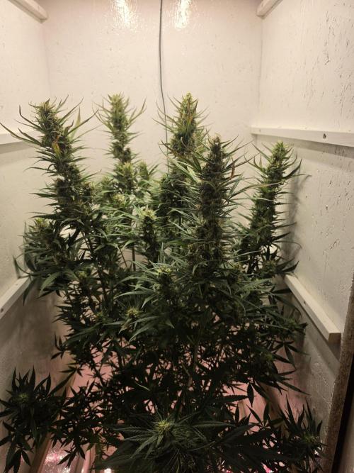 Banana Cream Cake XL Auto🍌?. Week 8 - Donnerstag🍌