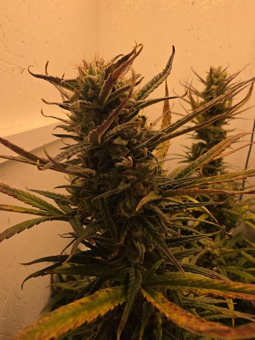 Banana Cream Cake XL Auto🍌?. Week 8 - Samstag🍌