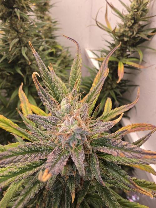 Banana Cream Cake XL Auto🍌?. Week 8 - Sonntag🍌