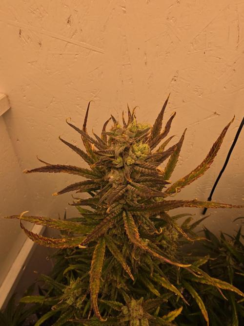 Banana Cream Cake XL Auto🍌?. Week 9 - Ende😍🍌