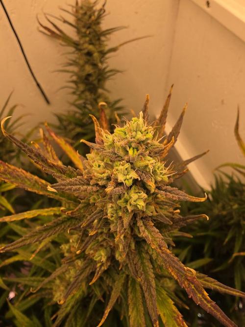 Banana Cream Cake XL Auto🍌?. Week 9 - Ende😍🍌